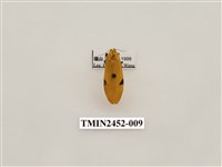 藏品(藍緣苔蛾)的圖片